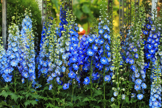 blue delphinium flower background