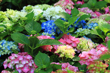 hortensia flowers
