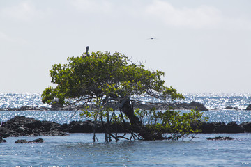 Fototapeta na wymiar Tree in the ocean, Galapagos Islands, Ecuador