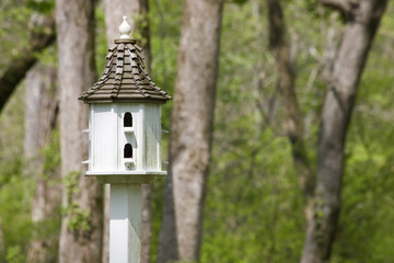 Bird House in a Yard