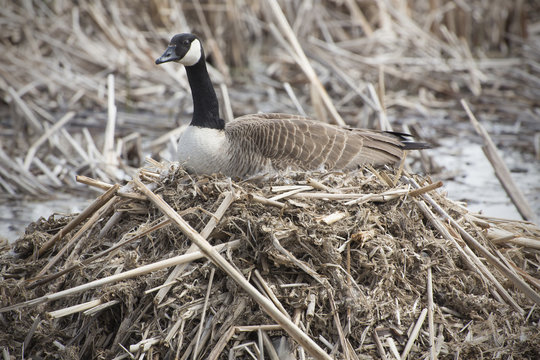 Canada goose on nest in marsh, early spring, Massachusetts.