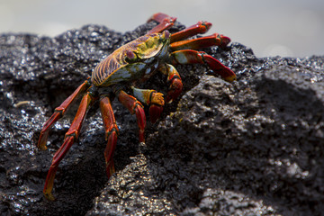 Sally Lightfoot Crab or Red Rock Crab, Galapagos Islands