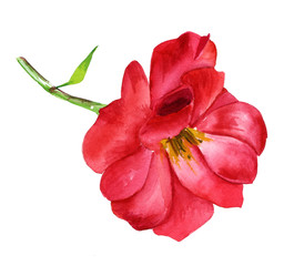 A watercolour drawing of a red rose on a white background