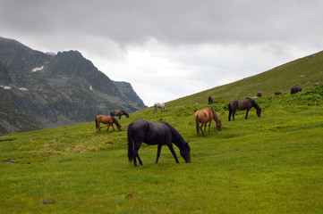 Horse herd in the mountain