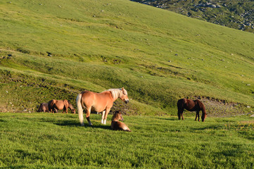 Fototapeta na wymiar Horses on sunny mountain meadow
