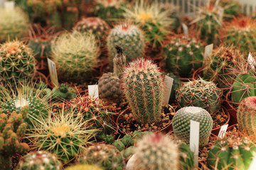 cactuses as nice natural background