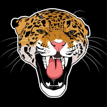 Wild cat leopard vector