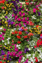 Fototapeta premium bunte Blumensäule mit Geranien, Petunien, Verbenen und Bidens