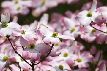 Pink Dogwood Tree in Bloom for Spring