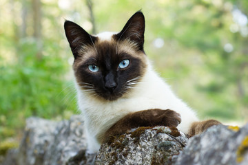 Siamese cat portrait