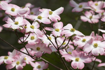 Obraz premium Pink Dogwood Tree in Bloom for Spring