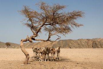 Fototapeta na wymiar Kamele ausruhen sich unter der Akazie