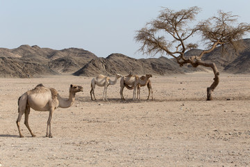 Kamele ausruhen sich unter der Akazie