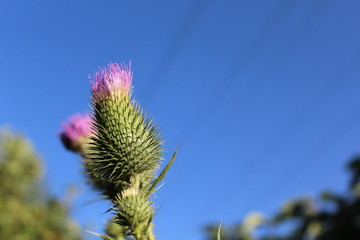 Green burdock.
Close-up green burdock bush, selective focus.