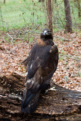 Golden Eagle in the Woods
