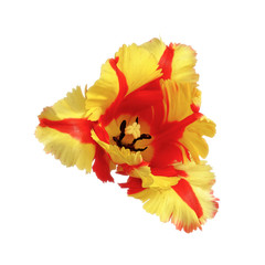 Red-yellow tulip