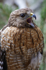 Red Shouldered Hawk