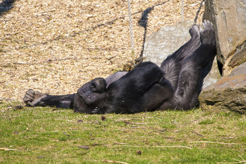 Gorilla ligt lekker in de zon.