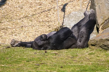 Deurstickers Gorilla ligt lekker in de zon. © photoPepp