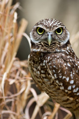 Burrowing Owl