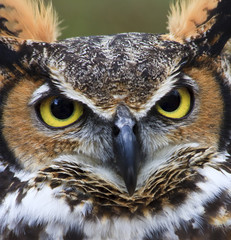 Great Horned Owl