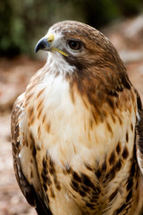 Red Tailed Hawk