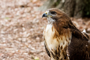 Red Tailed Hawk