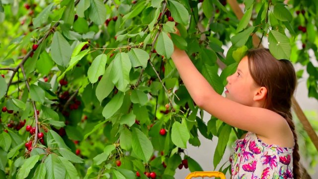 Cute Girl Picking Cherries In The Garden