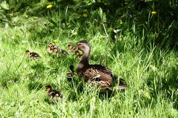 A big Duck family at a sunny spring day on a green meadow