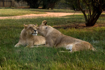 Fototapeta na wymiar Lion, South Africa.
