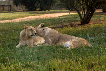  Lion, South Africa.

