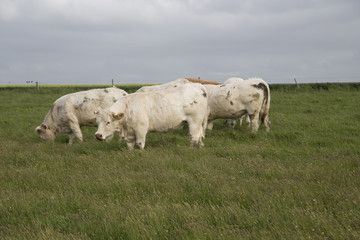 Obraz premium Cows grazing in the upper Normandy in France in light of sunset