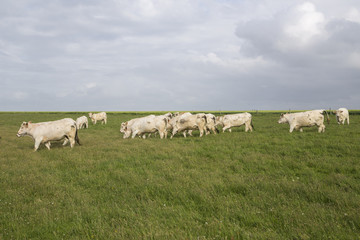 Fototapeta premium Cows grazing in the upper Normandy in France in light of sunset
