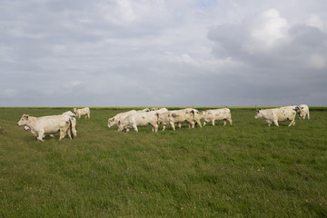 Fototapeta premium Cows grazing in the upper Normandy in France in light of sunset