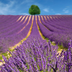 Fototapeta na wymiar Lavender flower blooming scented fields
