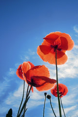 poppies on a background of blue sky