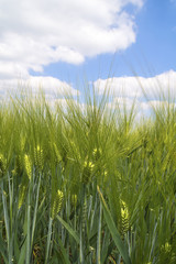 Green barley fied with clouds.