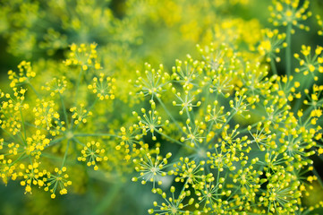 flowering dill