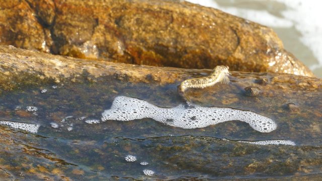 Mudskipper, Amphibious fish, Sea Mudskipper feed  4k
