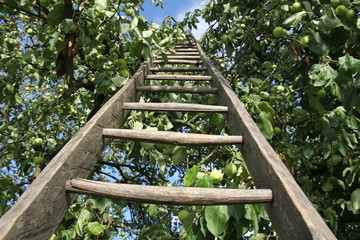 Ladder in an apple