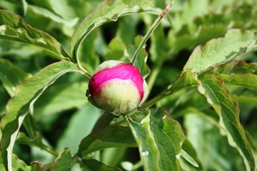 Bud of a peony flower in the garden