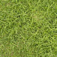 Fototapeta na wymiar Real green grass texture and background