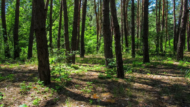 Trees in the coniferous forest, the shadow of pine trees moving