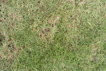 Real green grass texture and background