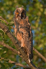 Owlet in the sunset light