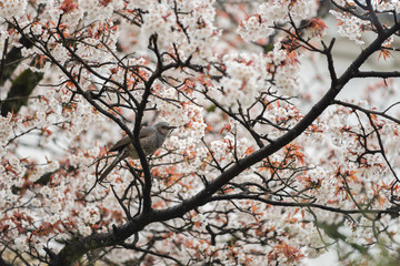 Bird with white cherry blossom trees.