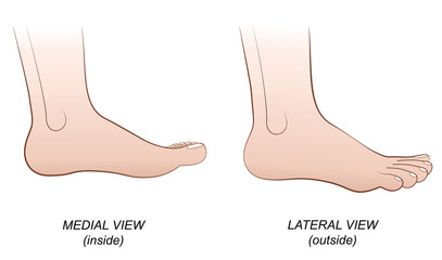 Feet - medial view (inside) and lateral view (outside). Isolated vector illustration on white background.