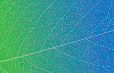 Background Leaf Closeup