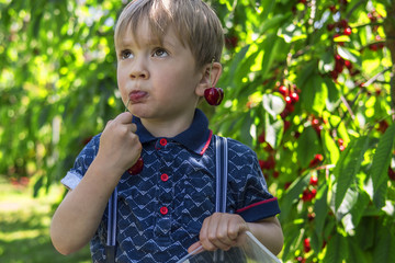 Little boy picking and eating cherries