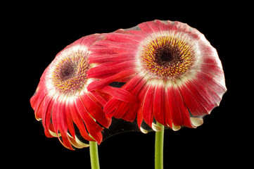 Two gerbera blooms covered with cobweb suffering from parasitic spiders